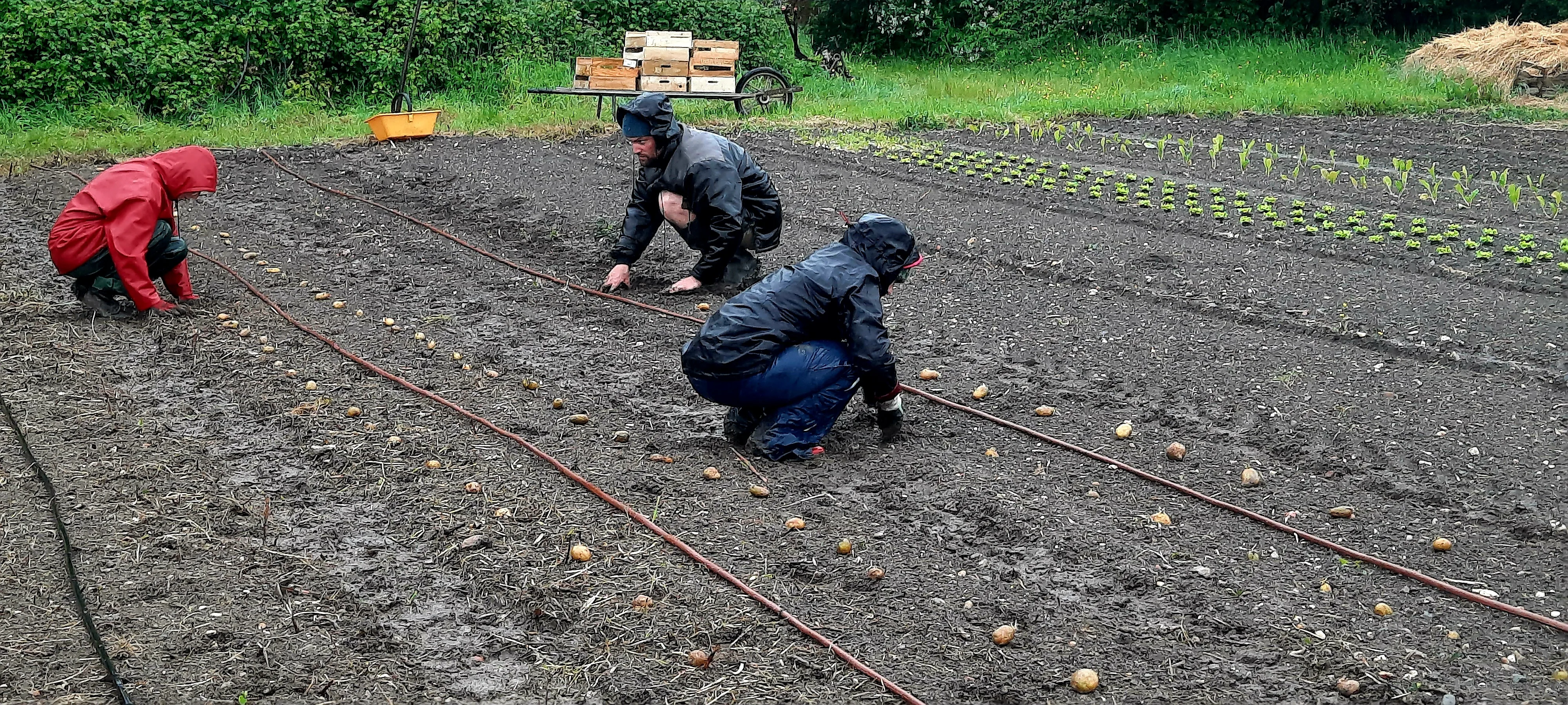 20240509 Gang des patates 11 20260915 235456